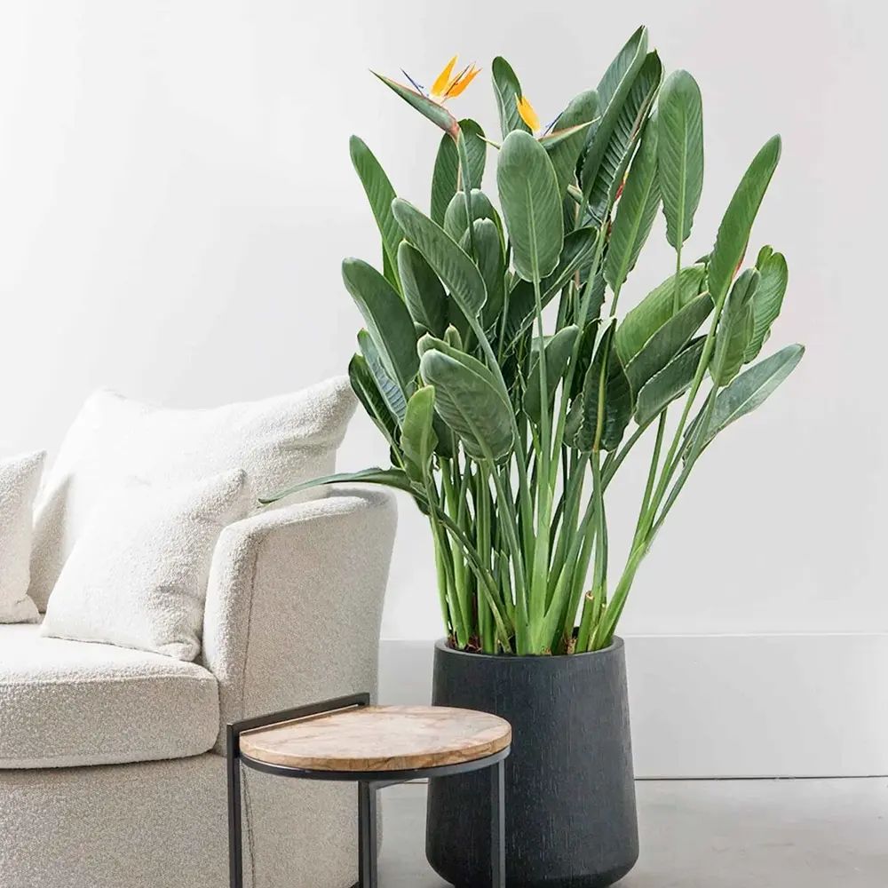 Strelitzia Reginae, 90 cm, Pasarea Paradisului, planta exotica mare cu frunze uriase tropicale decorative pentru interior, cu flori
