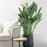 Strelitzia Reginae, 90 cm, Pasarea Paradisului, planta exotica mare cu frunze uriase tropicale decorative pentru interior, cu flori