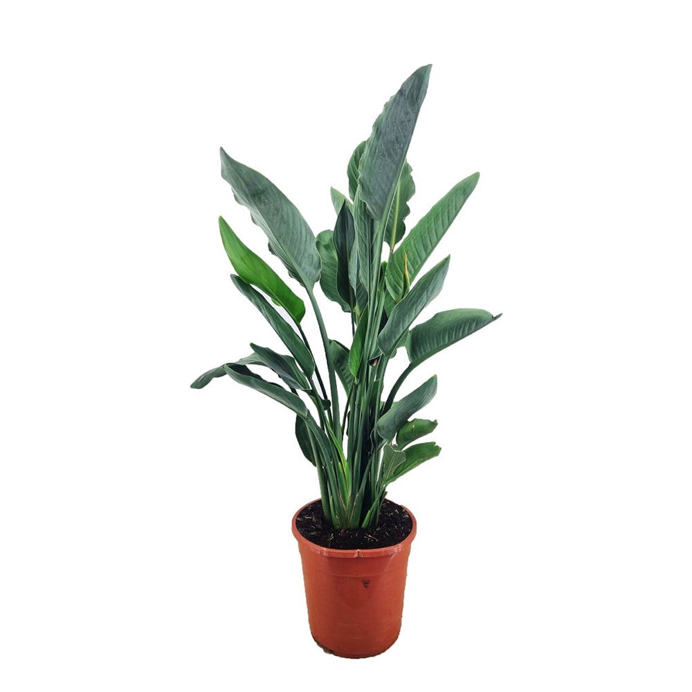 Strelitzia Reginae, 90 cm, Pasarea Paradisului, planta exotica mare cu frunze uriase tropicale decorative pentru interior, cu flori