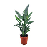 Strelitzia Reginae, 90 cm, Pasarea Paradisului, planta exotica mare cu frunze uriase tropicale decorative pentru interior, cu flori