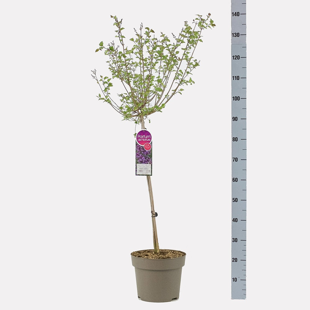 Orgona (Syringa) Sötétlila Bloomerang fa, intenzív lila virágokkal, erős illattal, hosszú és ismételt virágzással, napfénykedvelő