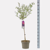 Orgona (Syringa) Sötétlila Bloomerang fa, intenzív lila virágokkal, erős illattal, hosszú és ismételt virágzással, napfénykedvelő