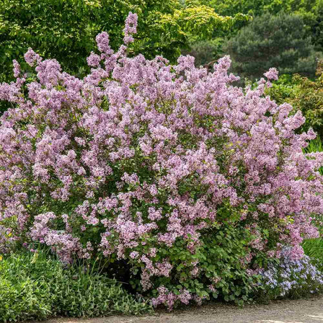 Liliac Corean Pitic Palibin (Syringa), arbust decorativ cu inflorire roz-lila, parfum intens, compact, iubitor de soare