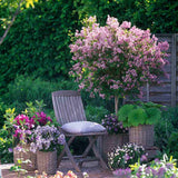 Liliac (Syringa) Copac Palibin, inflorire dubla roz-liliachiu, parfum intens, decorativ, iubitor de soare