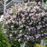 Liliac (Syringa) Copac Palibin, inflorire dubla roz-liliachiu, parfum intens, decorativ, iubitor de soare