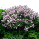 Liliac (Syringa) Copac Palibin, inflorire dubla roz-liliachiu, parfum intens, decorativ, iubitor de soare