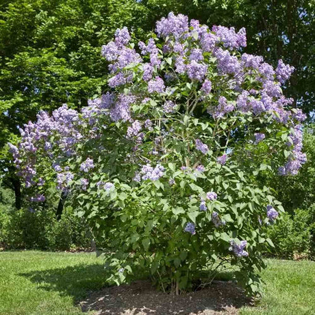 Liliac Nobil Michel Buchner (Syringa), arbust decorativ cu flori duble liliachii, parfum puternic, inflorire bogata