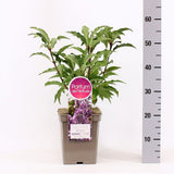 Liliac Royalty (Syringa), arbust decorativ cu flori violet-purpuriu, parfum dulce lamaios, frunzis ornamental, iubitor de soare