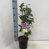 Liliac Nobil (Syringa) Katherine Havemeyer, cu flori duble liliachii-roz, parfum intens primavara, iubitor de soare