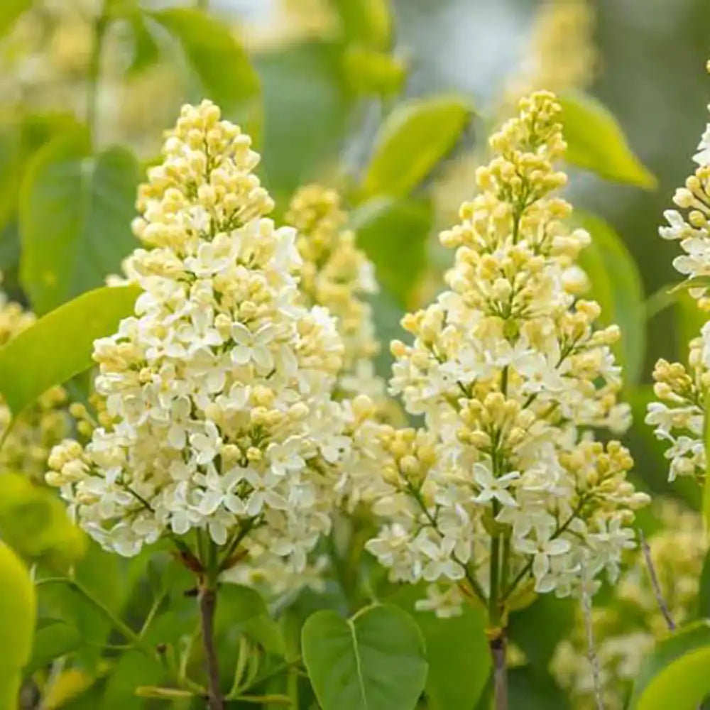 Liliac Primrose (Syringa), arbust decorativ cu flori galben-crem parfumate, varietate rara, compact, iubitor de soare