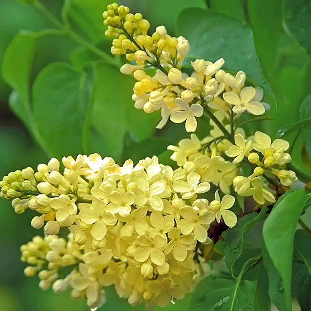 Liliac Primrose (Syringa), arbust decorativ cu flori galben-crem parfumate, varietate rara, compact, iubitor de soare