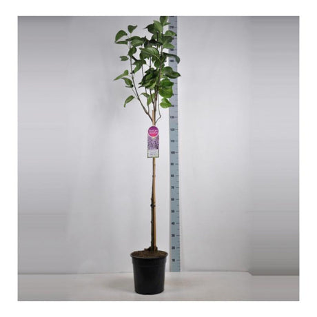 Liliac Copac Nobil (Syringa) Sensation, flori violet cu margine alba parfumate, parfum moderat, iubitor de soare