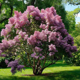 Magyar orgona (Syringa josikaea) – illatos, lila nyári virágzású fa