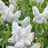 Liliac Nobil (Syringa) Copac Madame Florent Stepman, flori albe duble parfumate, inflorire mai-iunie, compact
