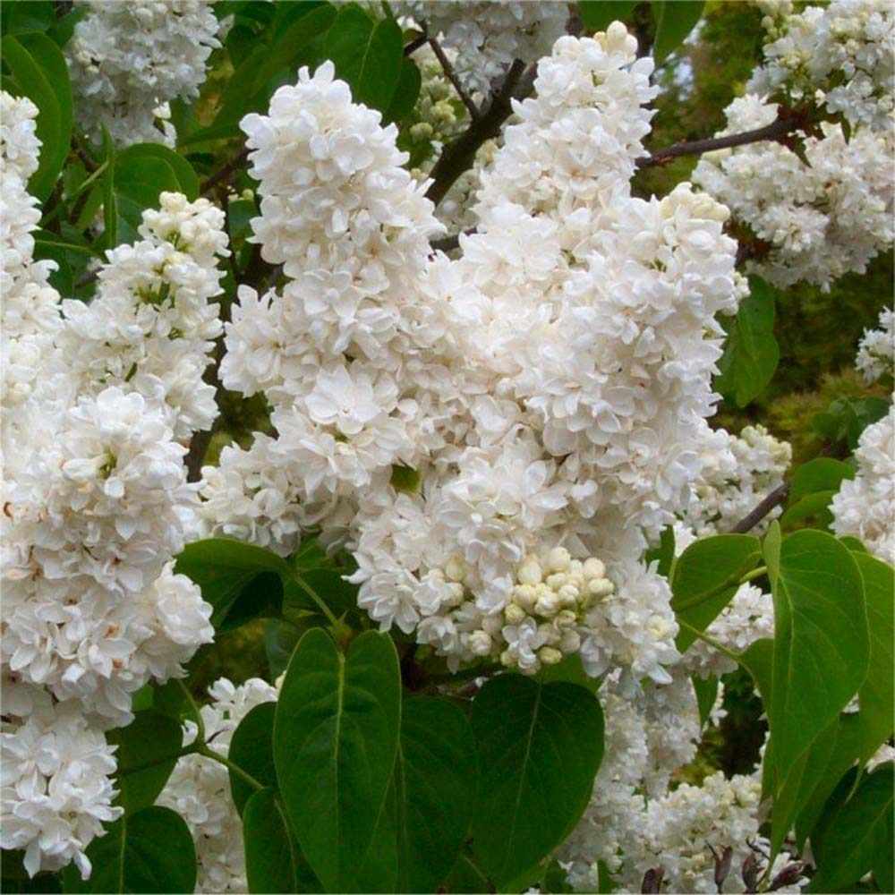 Liliac Nobil (Syringa) Copac Madame Florent Stepman, flori albe duble parfumate, inflorire mai-iunie, compact
