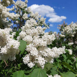 Liliac Nobil (Syringa) Copac Madame Florent Stepman, flori albe duble parfumate, inflorire mai-iunie, compact