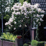 Liliac Nobil (Syringa) Copac Madame Florent Stepman, flori albe duble parfumate, inflorire mai-iunie, compact