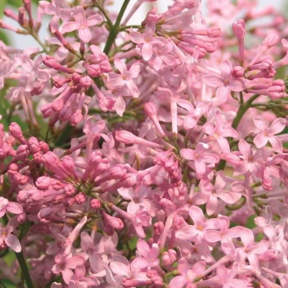 Orgona 'California Rose' – korai virágzású, intenzíven illatos rózsaszín díszcserje