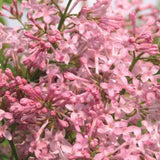 Orgona 'California Rose' – korai virágzású, intenzíven illatos rózsaszín díszcserje