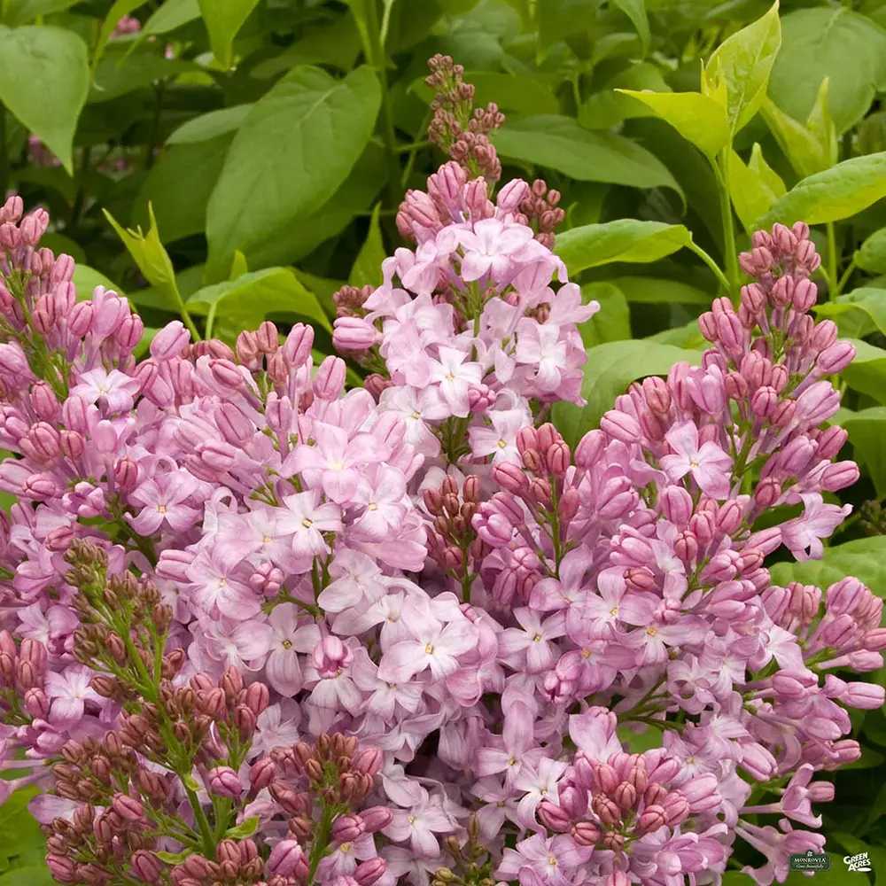 Orgona 'California Rose' – korai virágzású, intenzíven illatos rózsaszín díszcserje