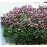Orgona 'California Rose' – korai virágzású, intenzíven illatos rózsaszín díszcserje
