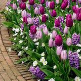 Bulbi Lalele Candy Purple Prince Mix, set de 15 bulbi cu flori roz si mov, inflorire aprilie, rezistenti la frig
