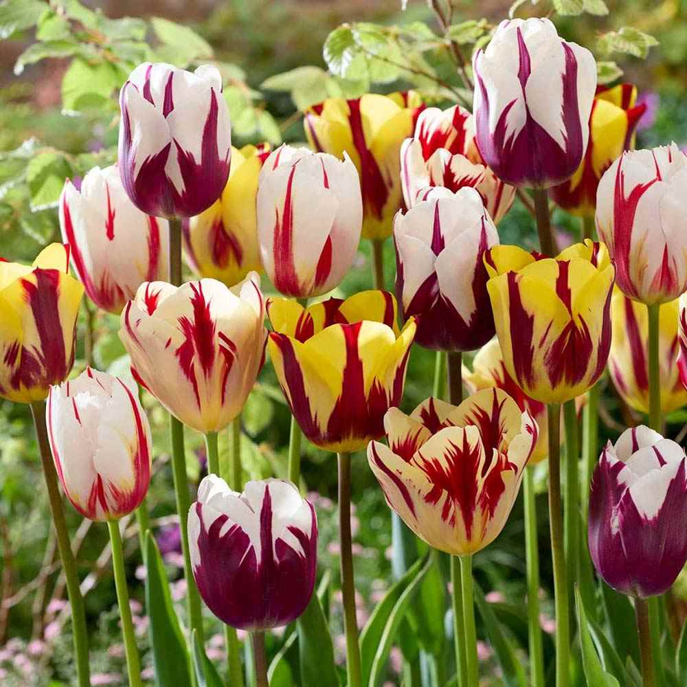 Bulbi Lalele Flaming Beauty Mix, set de bulbi cu flori bicolore rosu alb si galben alb, inflorire aprilie, rezistenti la frig