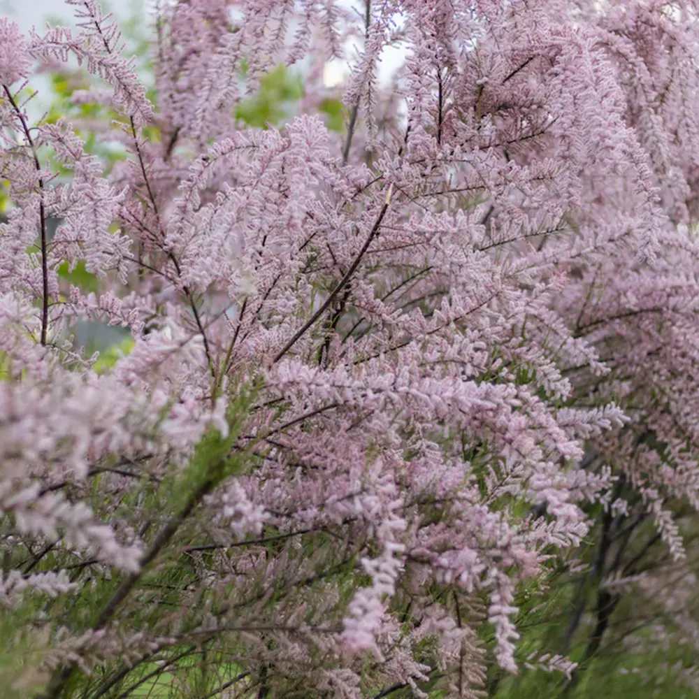 Catina Roz (Tamarix Ramosissima) Pink Cascade, arbust decorativ roz rezistent la seceta si frig