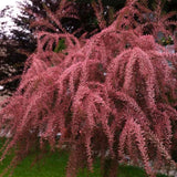 Catina Rosie (Tamarix Tetrandra) Rubra, decorativa cu flori roz-rosiatii, rezistenta la seceta si frig, iubitoare de soare, crestere rapida