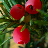 Tisa Hicksii (Taxus Baccata)