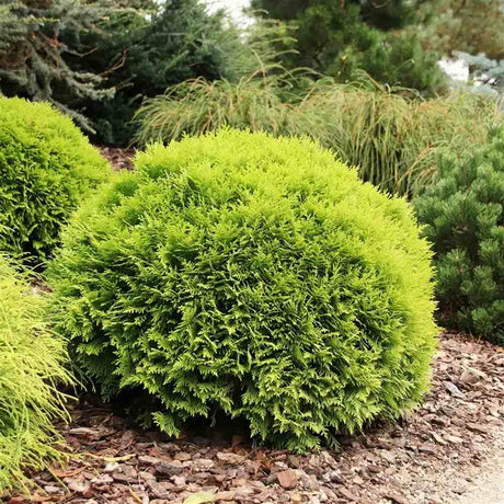 Tuia globulara Mirjam, conifer cu frunzis galben-verzui, forma rotunda, ideal pentru incepatori