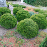 Tuia verde Danica, globular, vesnic verde, solitar sau gard viu