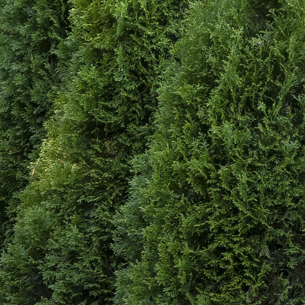 Tuia Occidentalis Smarald, gard viu vesnic verde