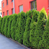Tuia Occidentalis Smarald, gard viu vesnic verde