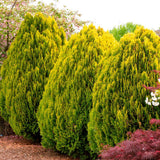Tuia pitica auriu Aurea Nana (Arborele Vietii)