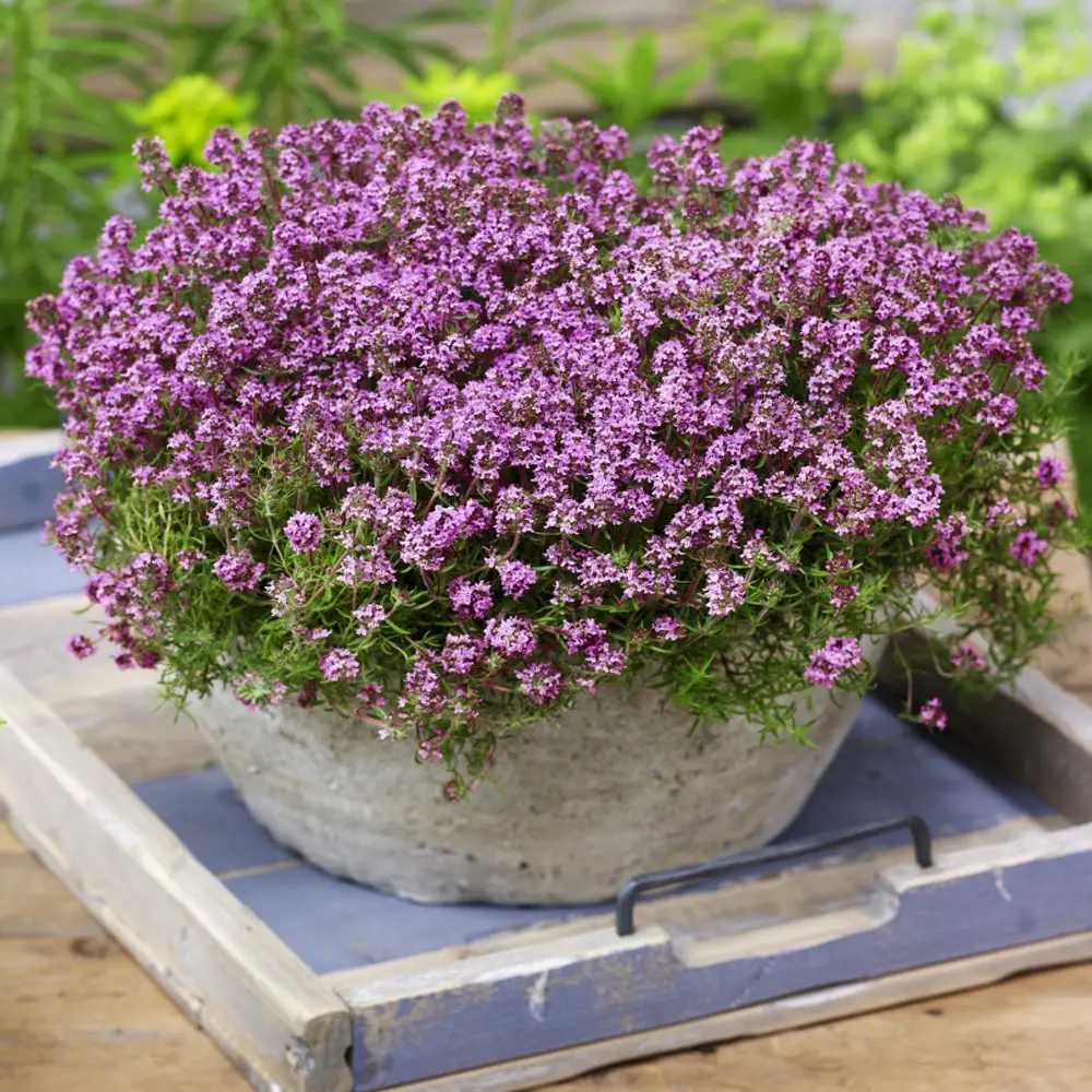 Kakukkfű 'Purple Beauty' – illatos, talajtakaró évelő sziklakertbe
