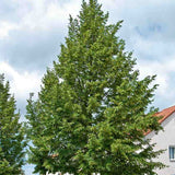Tei cu Frunza Mica (Tilia Cordata) Greenspire, arbore ornamental cu flori parfumate galben-crem, coroana piramidala eleganta