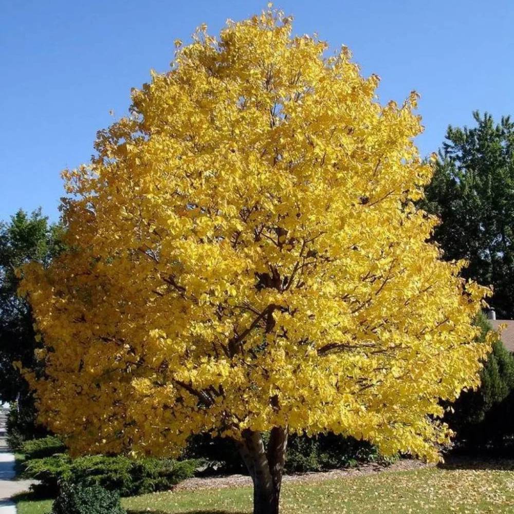 Mongol kislevelű hárs ‘Harvest Gold’ (Tilia cordata), aranysárga őszi lombú fa, illatos virágokkal, elegáns piramis koronával, városi szennyezést jól tűrő