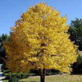 Mongol kislevelű hárs ‘Harvest Gold’ (Tilia cordata), aranysárga őszi lombú fa, illatos virágokkal, elegáns piramis koronával, városi szennyezést jól tűrő