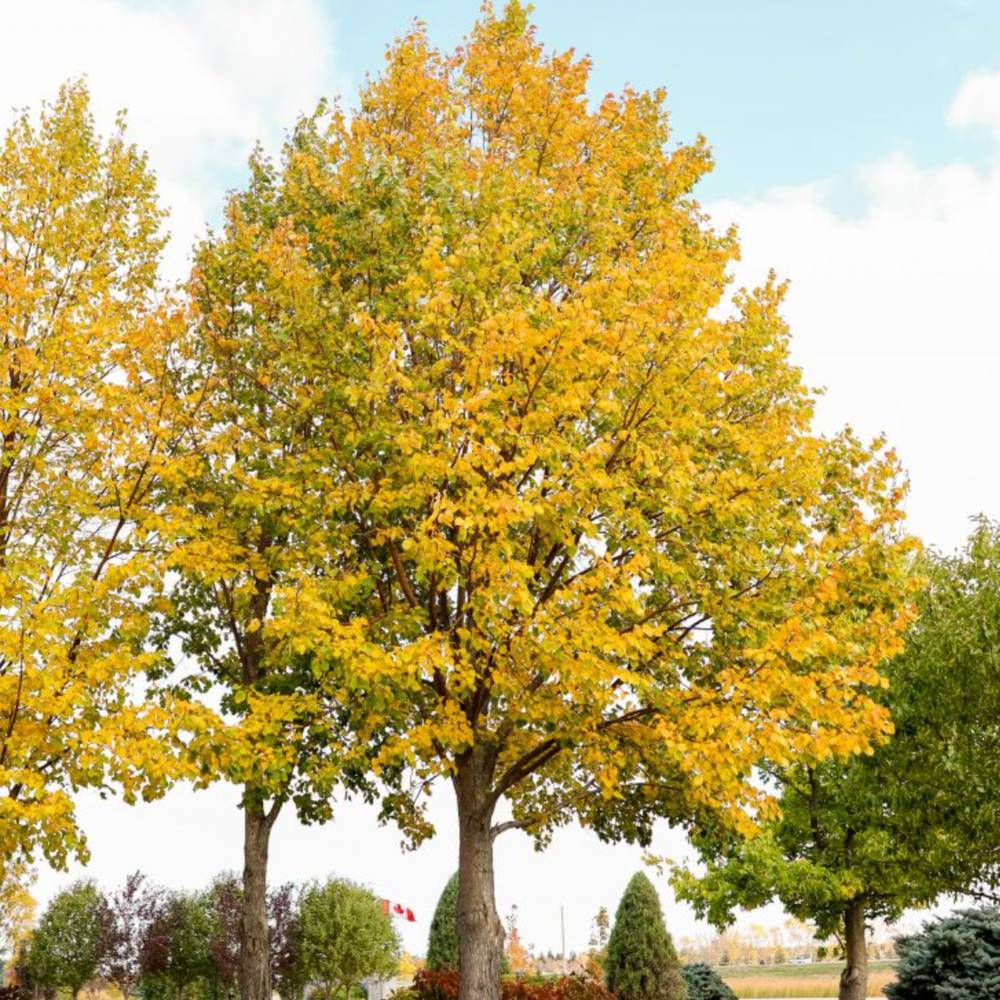 Mongol kislevelű hárs ‘Harvest Gold’ (Tilia cordata), aranysárga őszi lombú fa, illatos virágokkal, elegáns piramis koronával, városi szennyezést jól tűrő