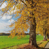 Mongol kislevelű hárs ‘Harvest Gold’ (Tilia cordata), aranysárga őszi lombú fa, illatos virágokkal, elegáns piramis koronával, városi szennyezést jól tűrő