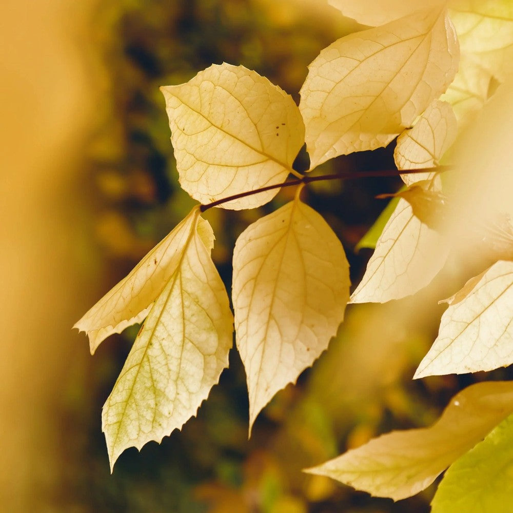 Mongol kislevelű hárs ‘Harvest Gold’ (Tilia cordata), aranysárga őszi lombú fa, illatos virágokkal, elegáns piramis koronával, városi szennyezést jól tűrő