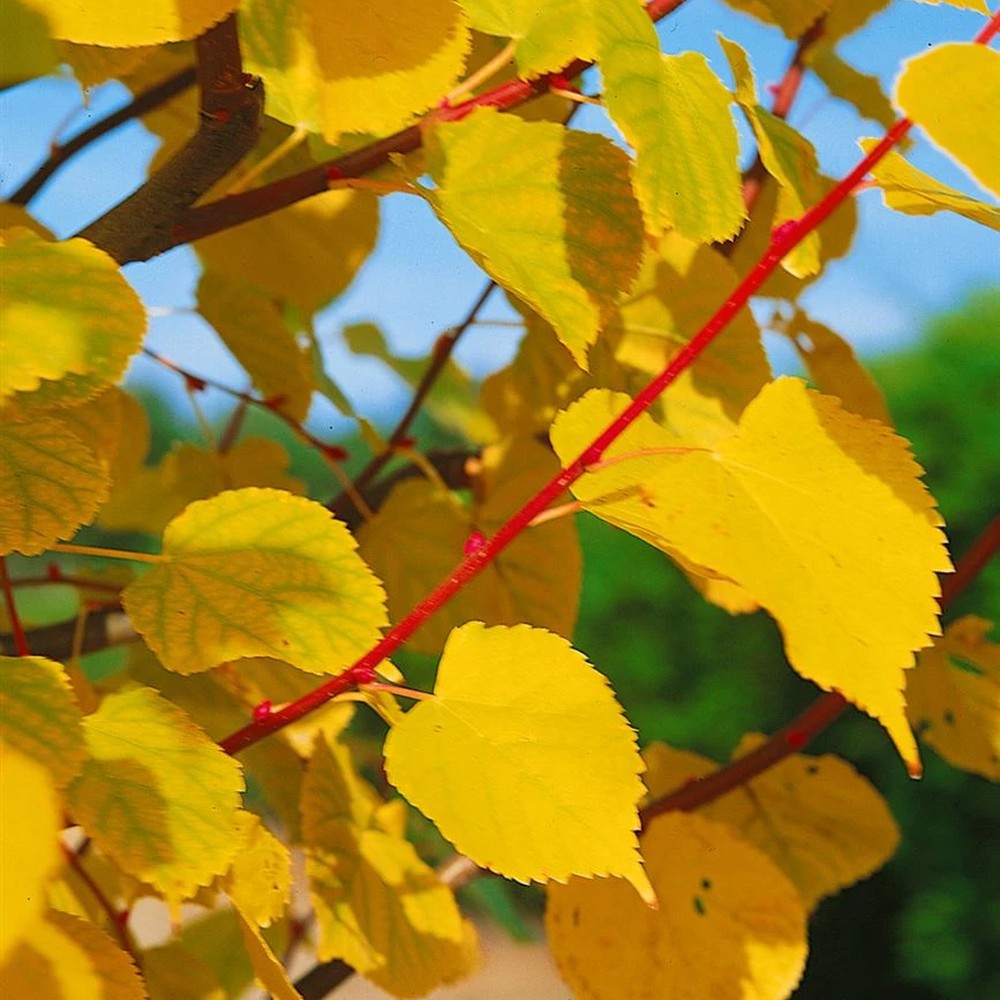Kislevelű hárs 'Winter Orange' – télen narancsvörös ágakkal pompázó díszfa