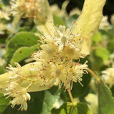 Tei cu Frunza Mica (Tilia Cordata) Rancho - Mirositor