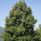 Tei cu Frunza Mica (Tilia Cordata) Rancho - Mirositor