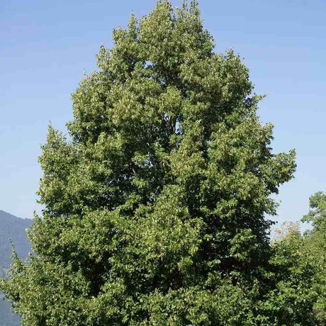 Tei cu Frunza Mica (Tilia Cordata) Rancho - Mirositor