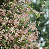 Iasomie Stelata Pink Air, planta cataratoare parfumata cu flori roz, vesnic verde, crestere rapida, rezistenta la frig