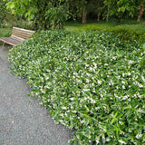 Iasomie clasica, cu floare alba parfumata (Trachelospermum Jasminoides)