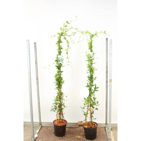 Iasomie Alba Stelata (Trachelospermum Jasminoides), cataratoare, cu flori albe foarte parfumate, cu frunzis vesnic verde, crestere rapida, rezistenta la frig