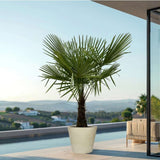 Palmier Morisca Trachycarpus Fortunei, rezistent la ger, frunzis exotic, crestere moderata, tulpina 30 cm, inaltime 180 cm